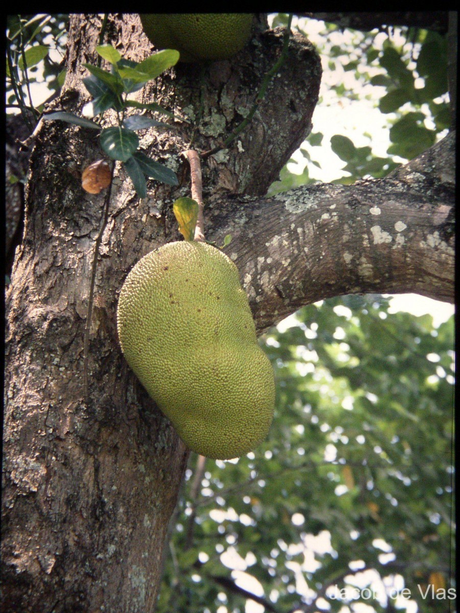 Artocarpus heterophyllus Lam.